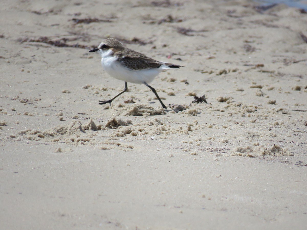 Red-capped Plover - ML615572729