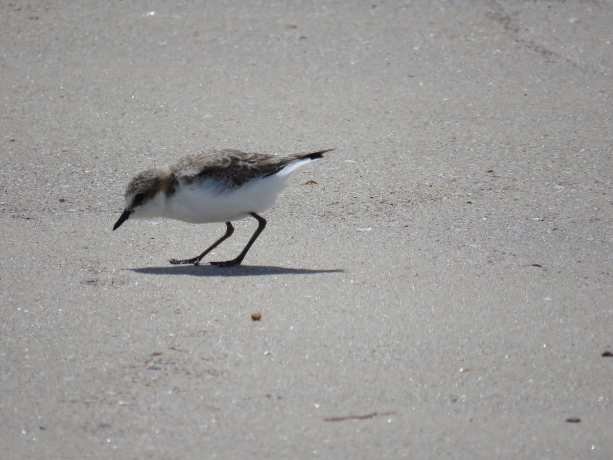 Red-capped Plover - ML615572731