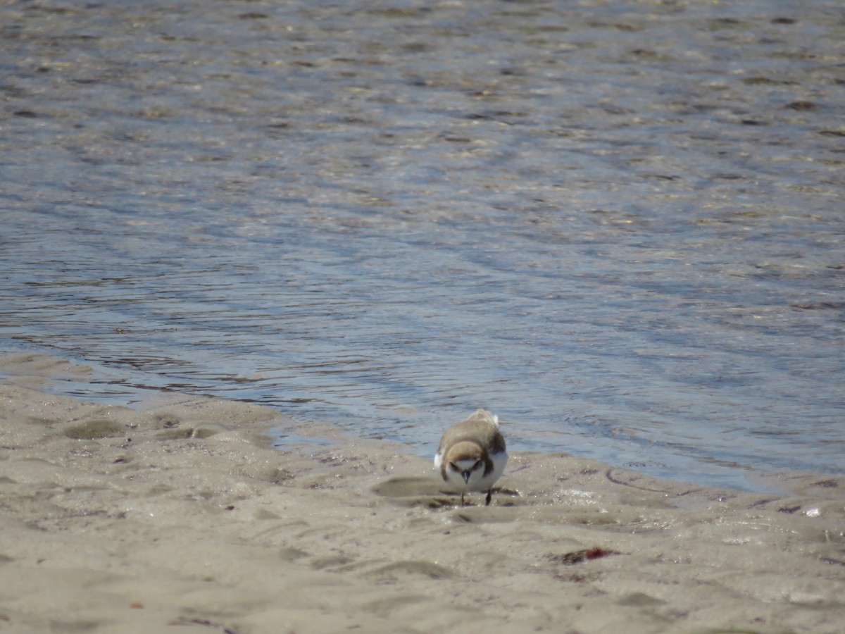 Red-capped Plover - ML615572732