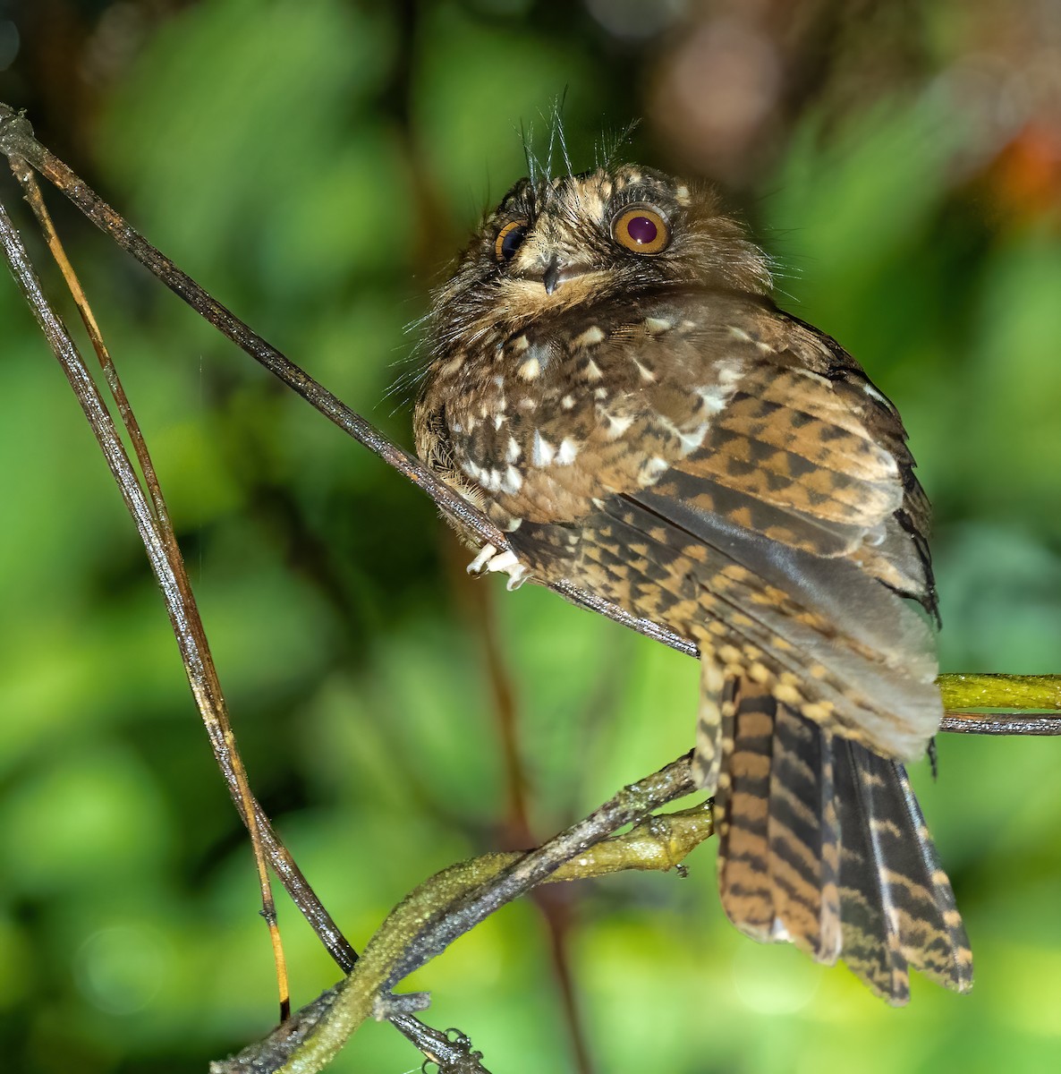 Mountain Owlet-nightjar - Wilbur Goh