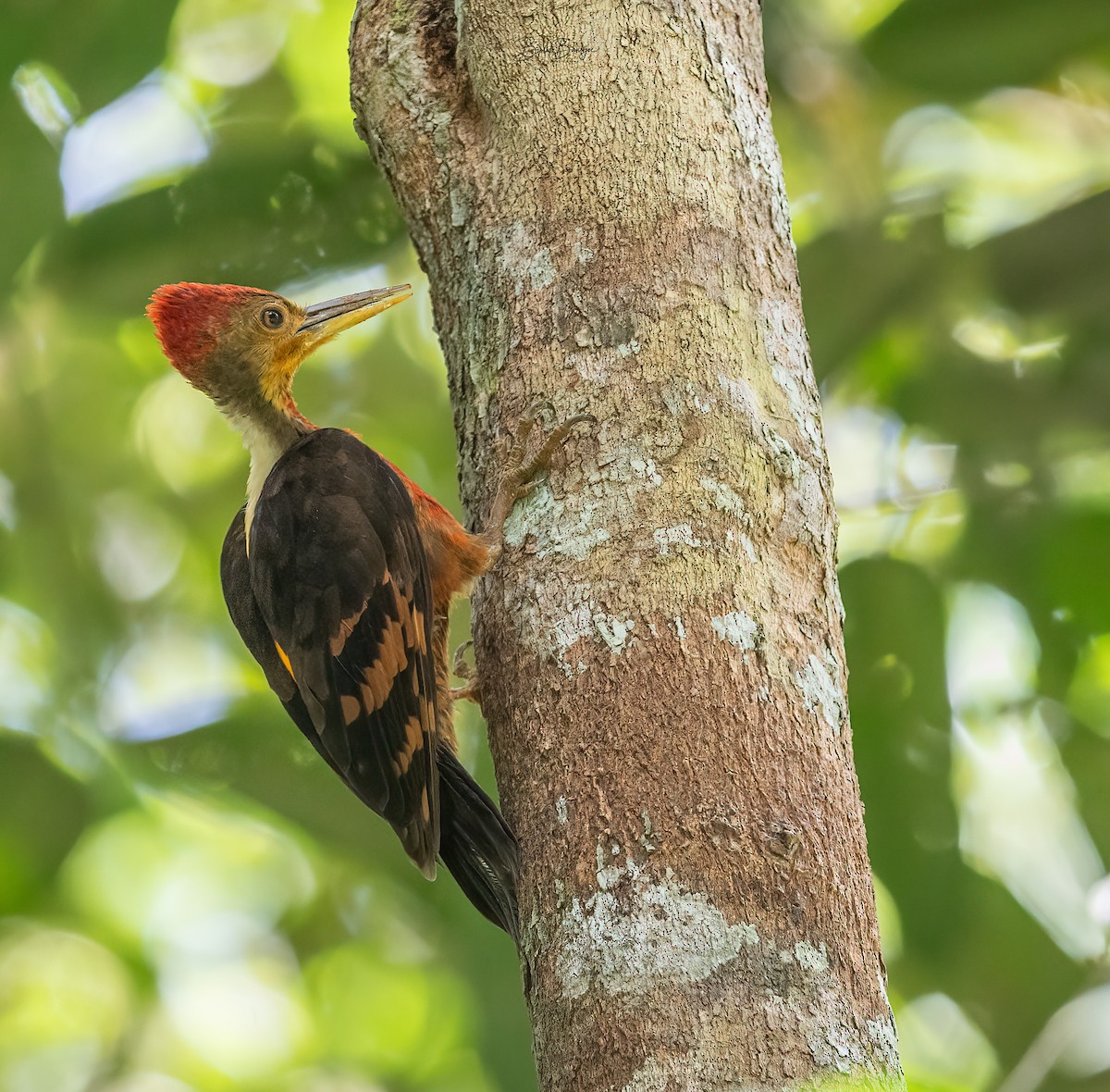 Orange-backed Woodpecker - BIPLAB BANERJEE