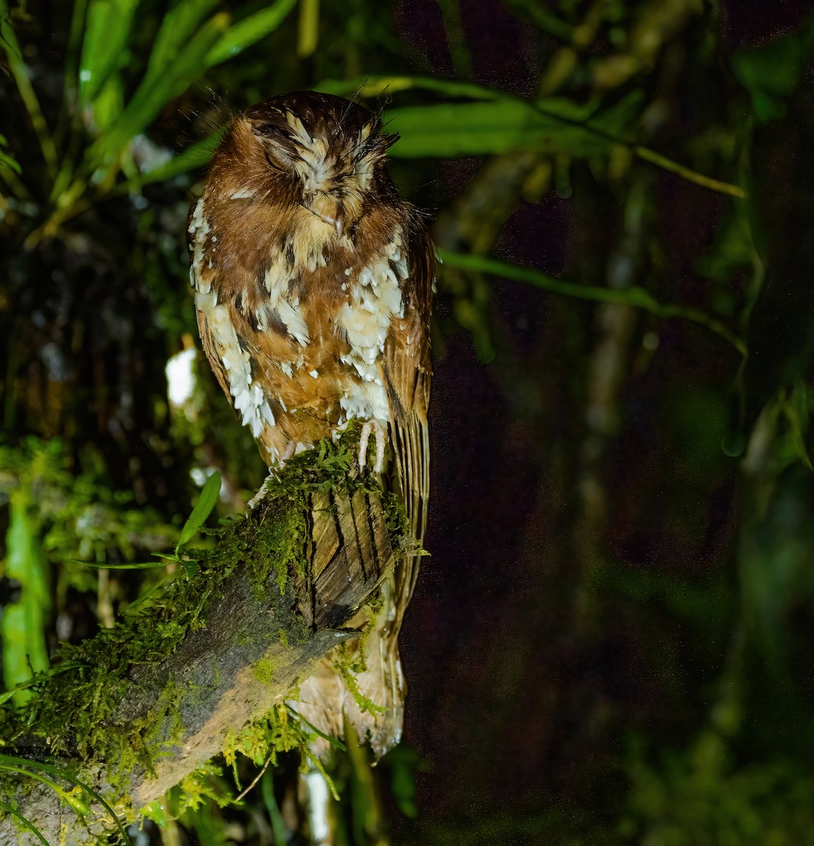 Feline Owlet-nightjar - ML615572890