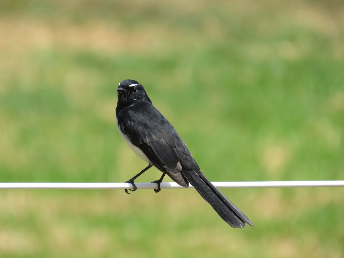 Willie-wagtail - ML615572912