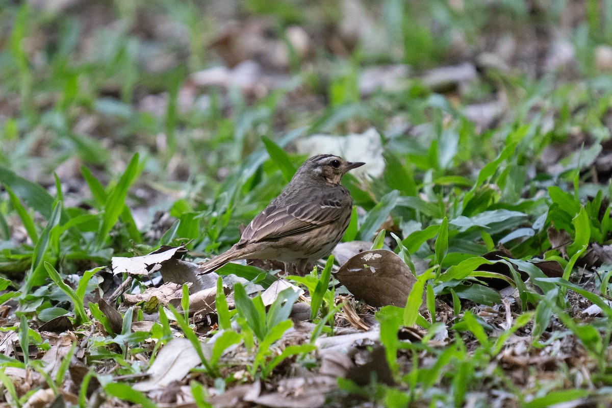 Olive-backed Pipit - ML615572923