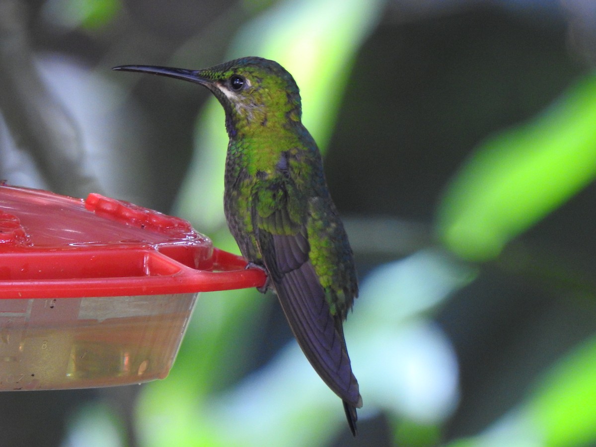 kolibřík zelenoprsý - ML615572948