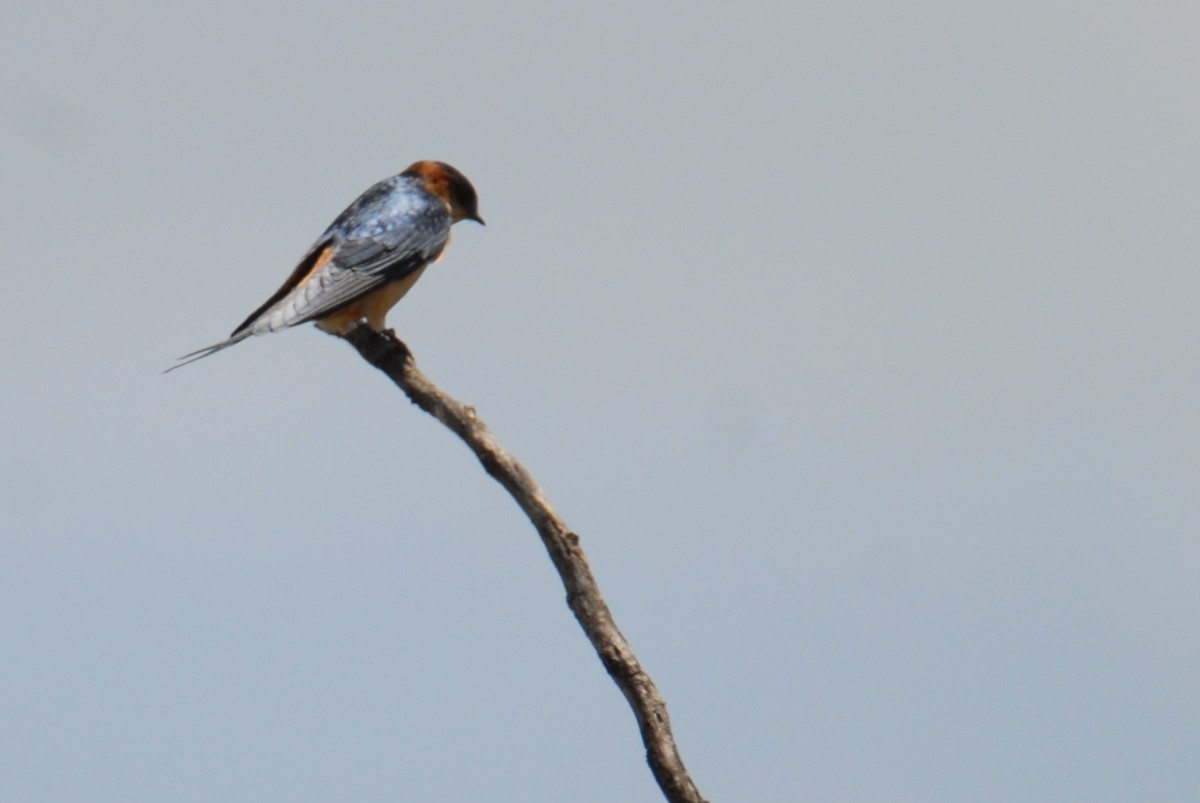 Red-rumped Swallow - ML615572976