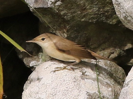 Common Reed Warbler (Common) - ML615573032