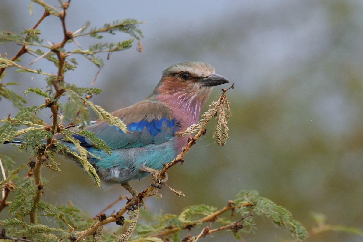 Lilac-breasted Roller - ML615573044