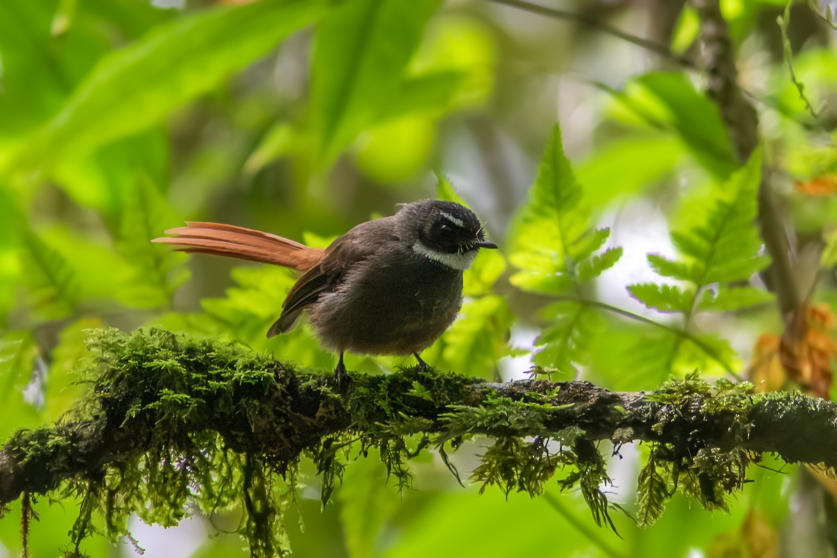 Rufous-tailed Fantail - ML615573121