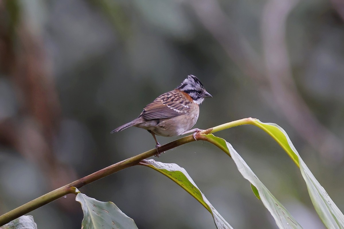 Rufous-collared Sparrow - ML615573137