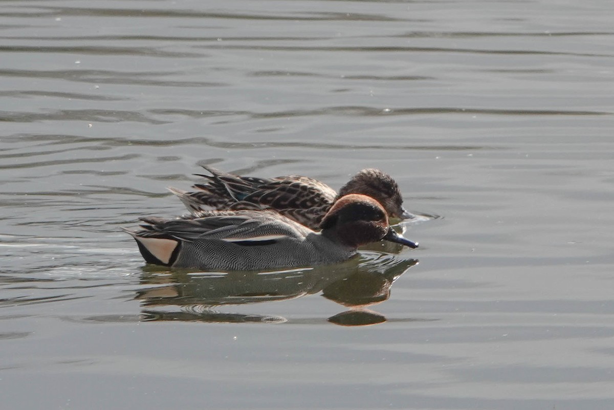 Green-winged Teal - ML615573146