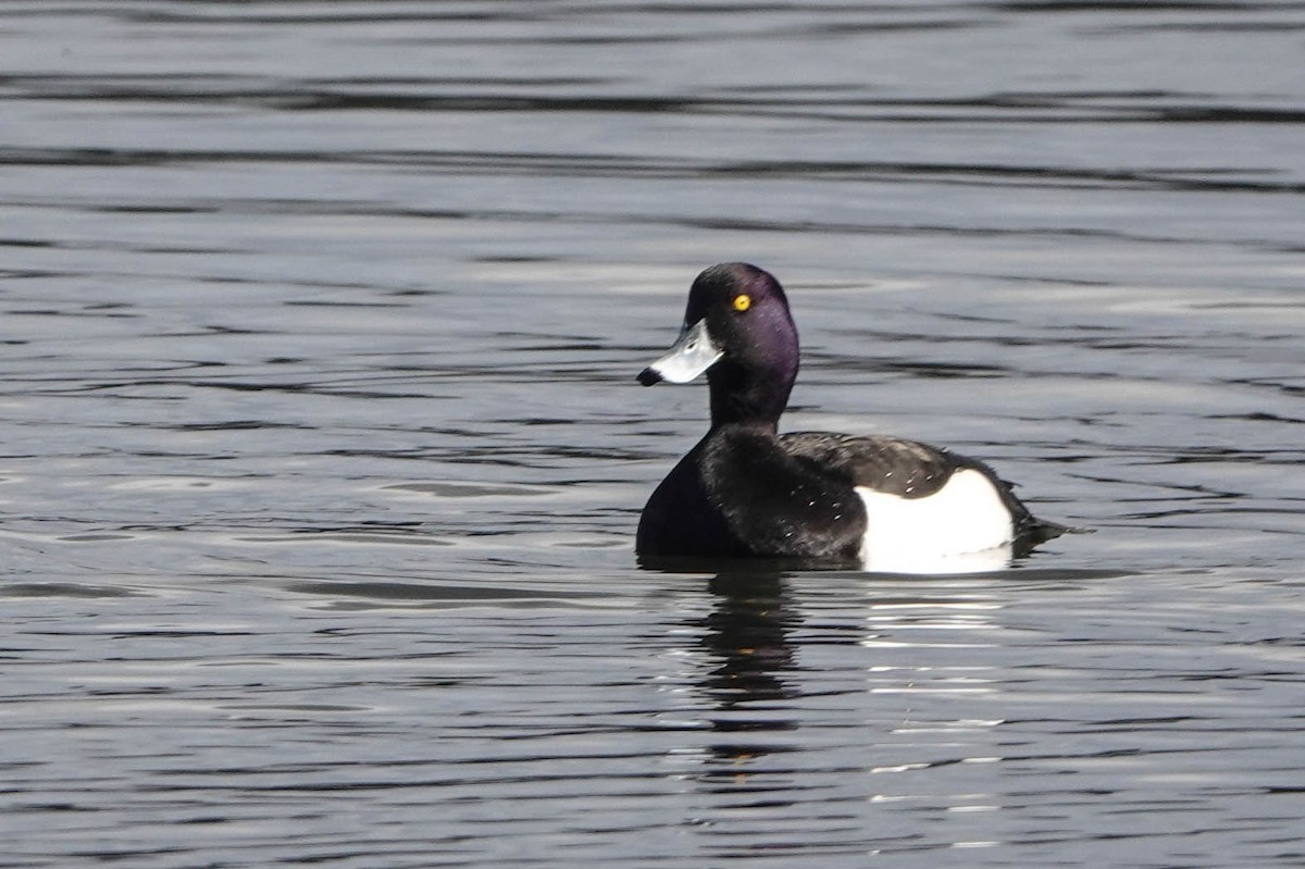 Tufted Duck - ML615573148