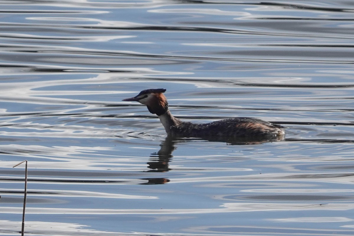 Great Crested Grebe - ML615573150