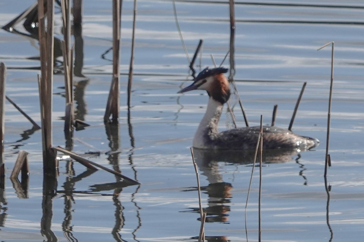 Great Crested Grebe - ML615573151