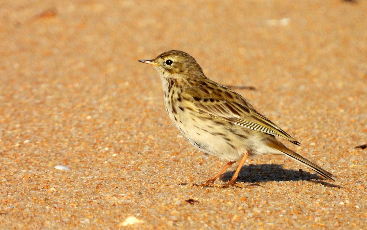 Meadow Pipit - ML615573171