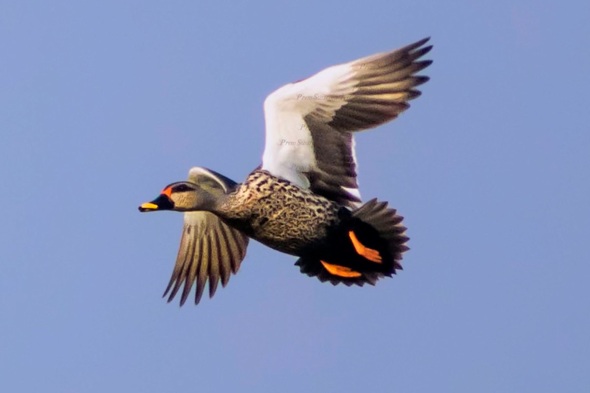 Indian Spot-billed Duck - ML615573178