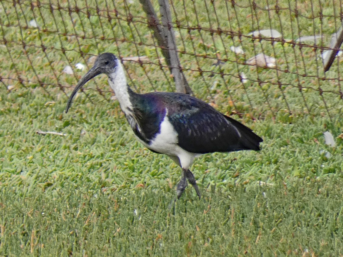 ibis slámokrký - ML615573269