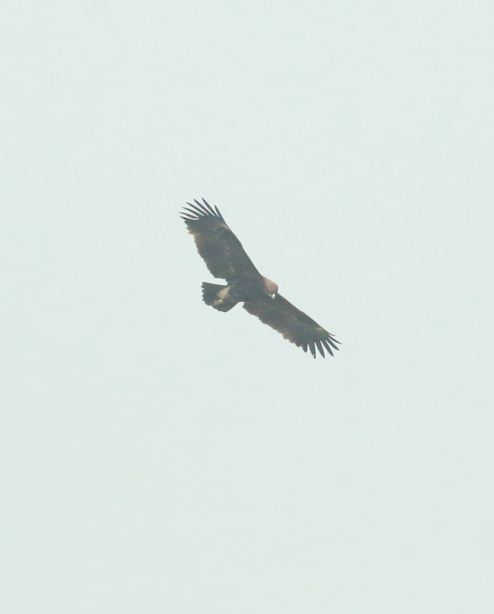 Greater Spotted Eagle - ML615573349