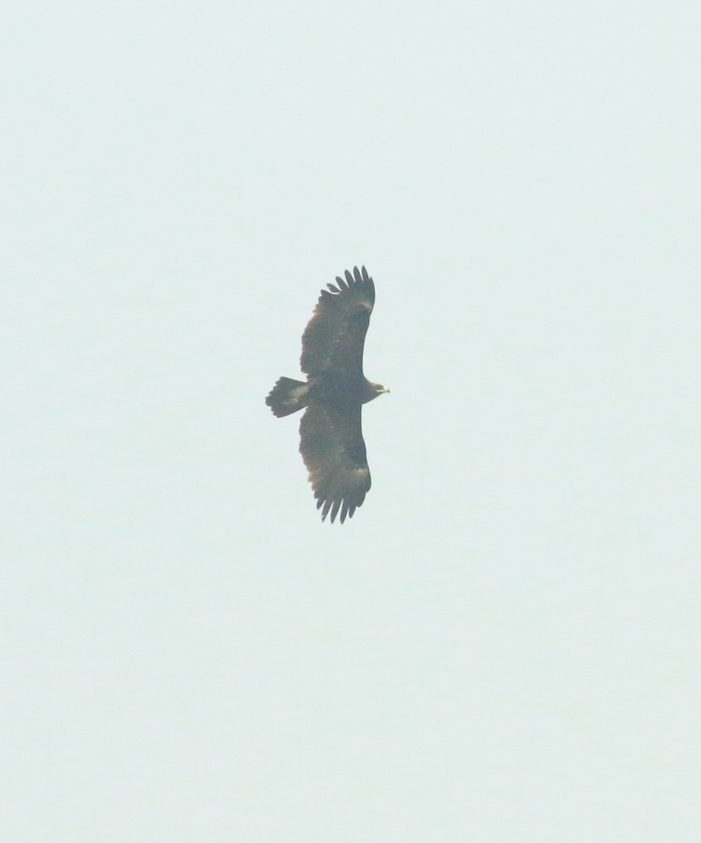 Greater Spotted Eagle - ML615573351