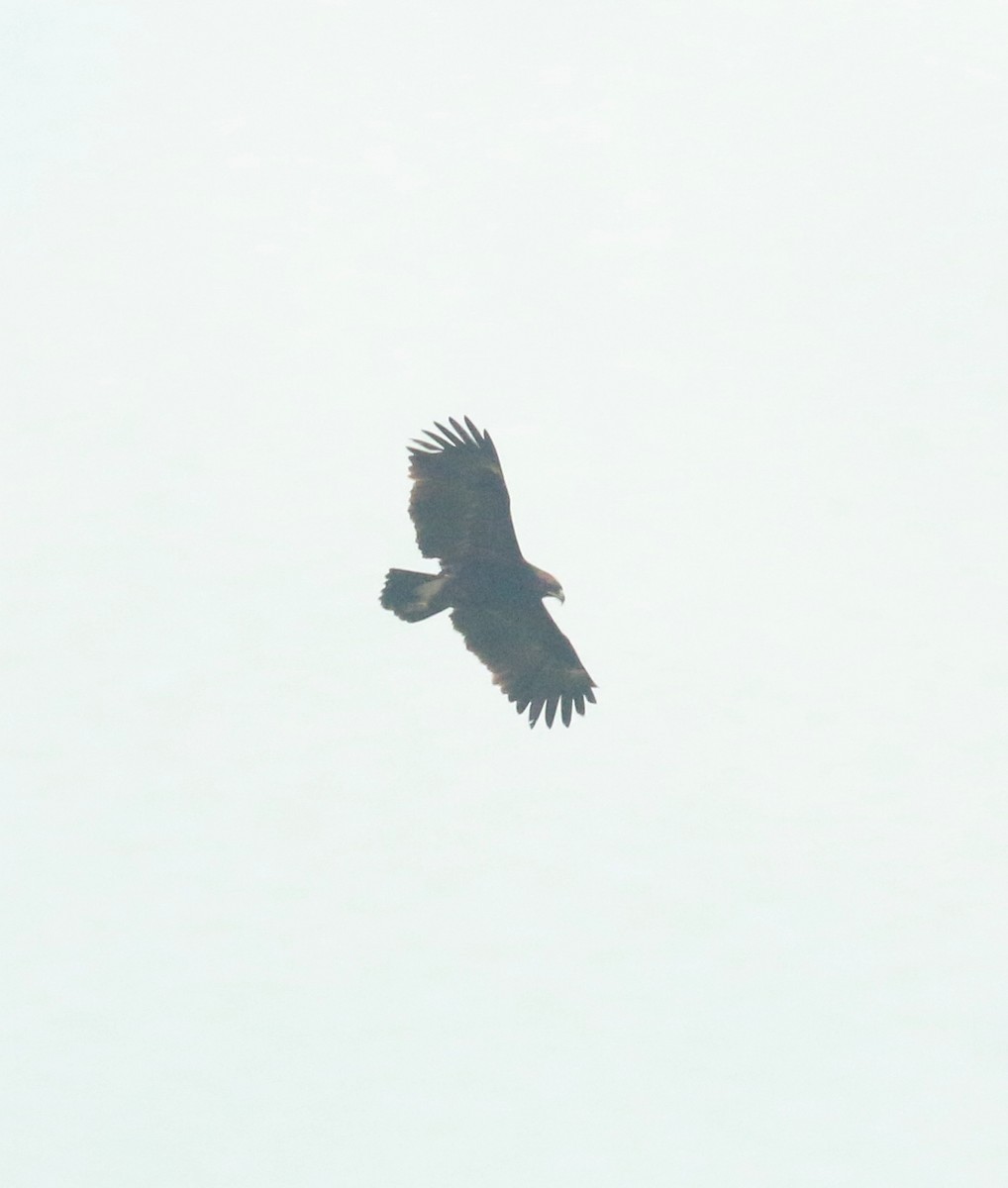 Greater Spotted Eagle - ML615573352