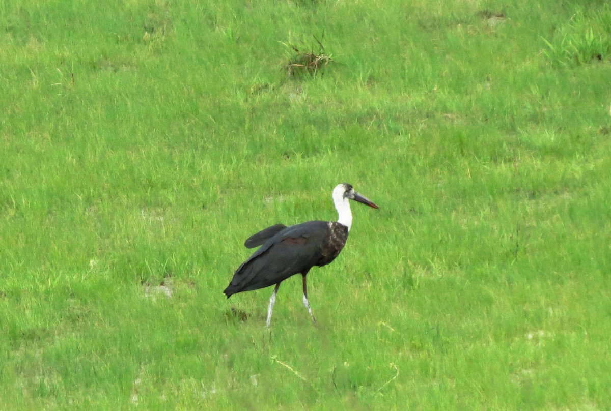 African Woolly-necked Stork - ML615573960
