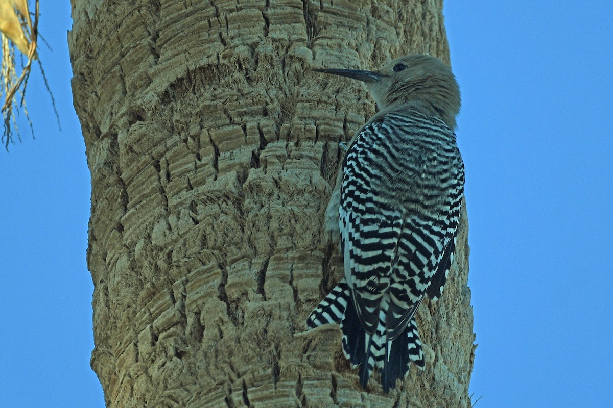 Gila Woodpecker - ML615574102