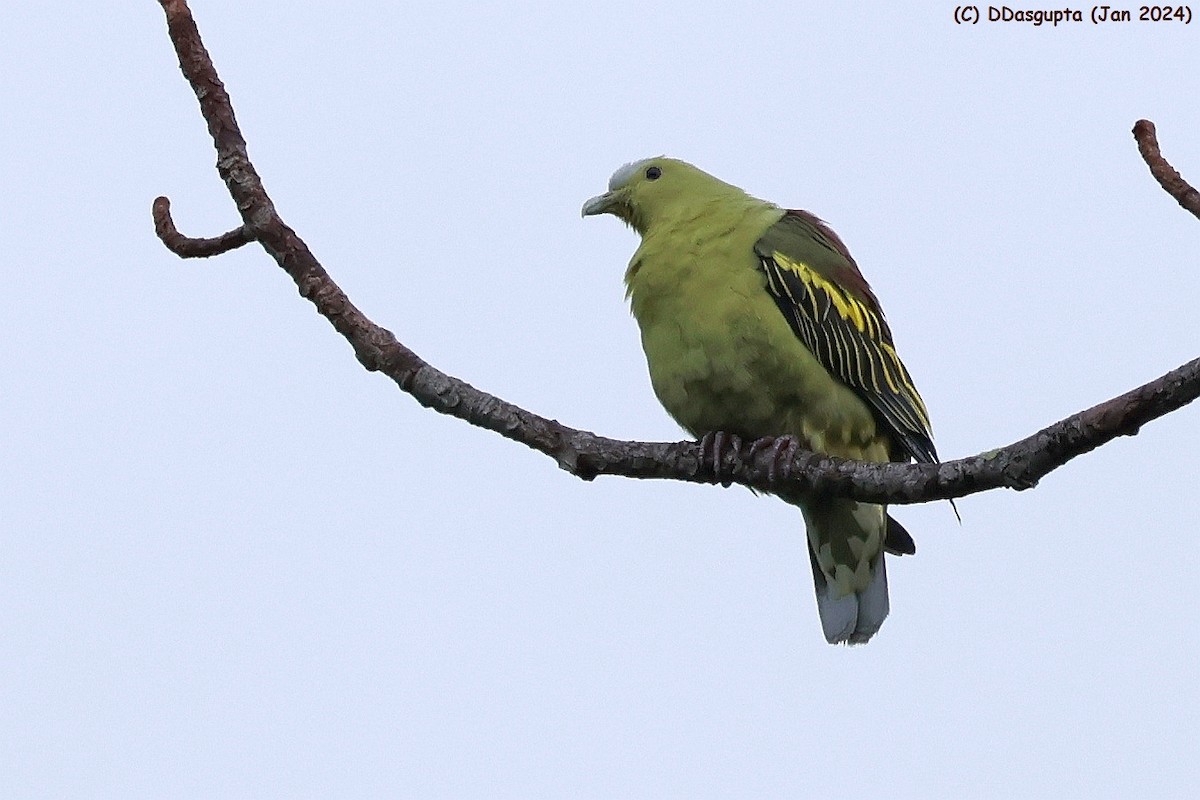 Андаманский зеленый голубь - ML615574261