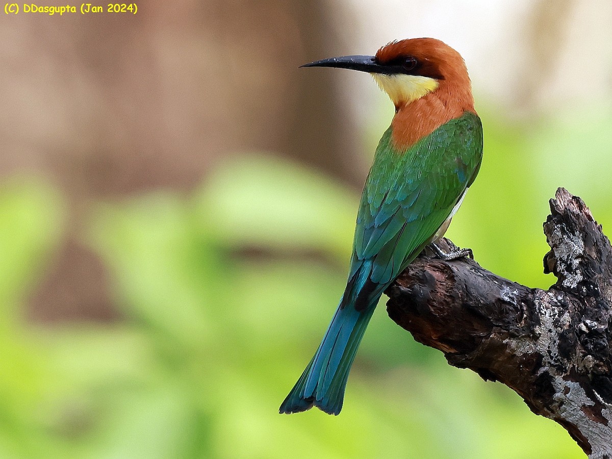 ML615574404 - Chestnut-headed Bee-eater - Macaulay Library