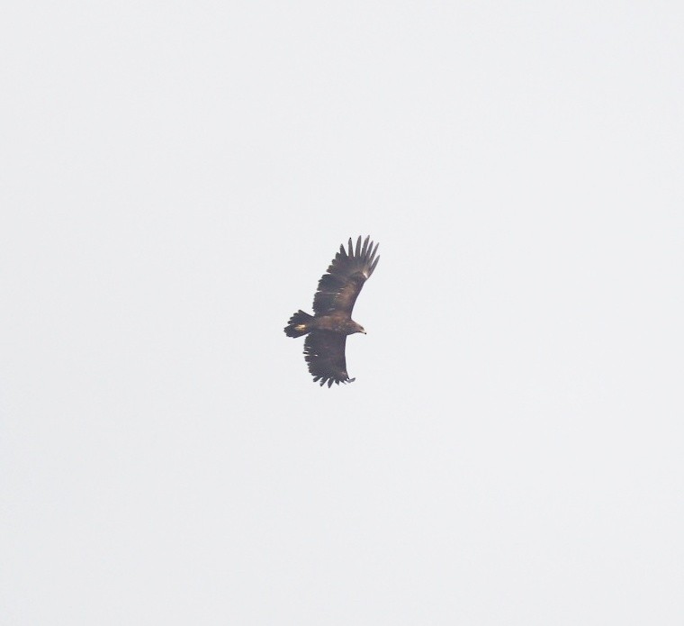 Greater Spotted Eagle - Sanket Raut