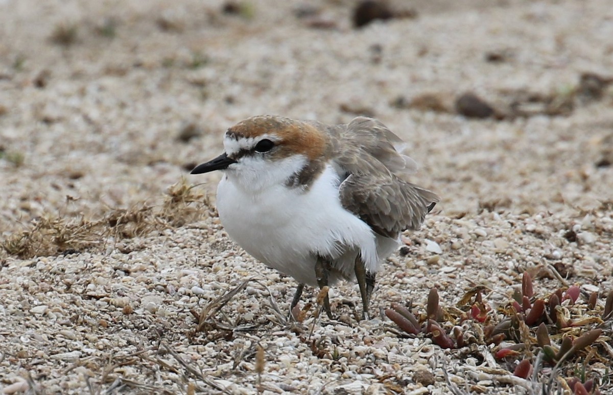 Red-capped Plover - ML615574535