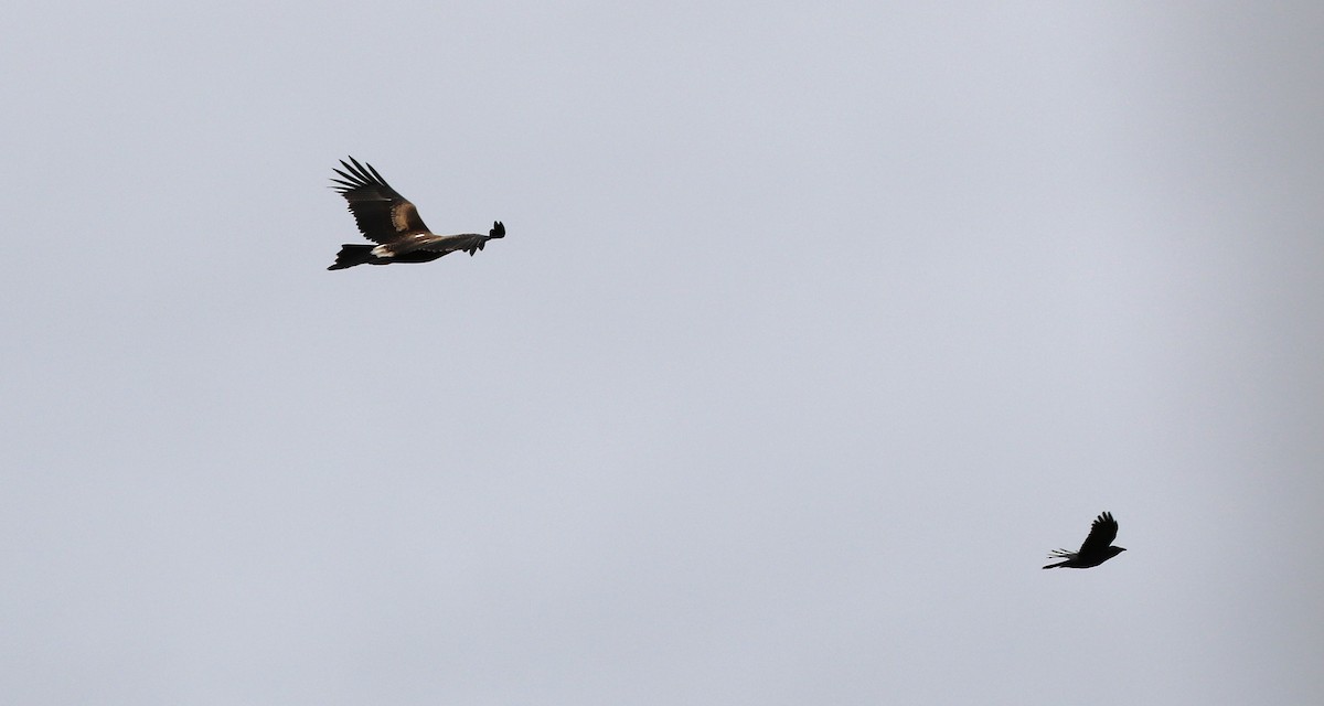 Wedge-tailed Eagle - Mel Mitchell