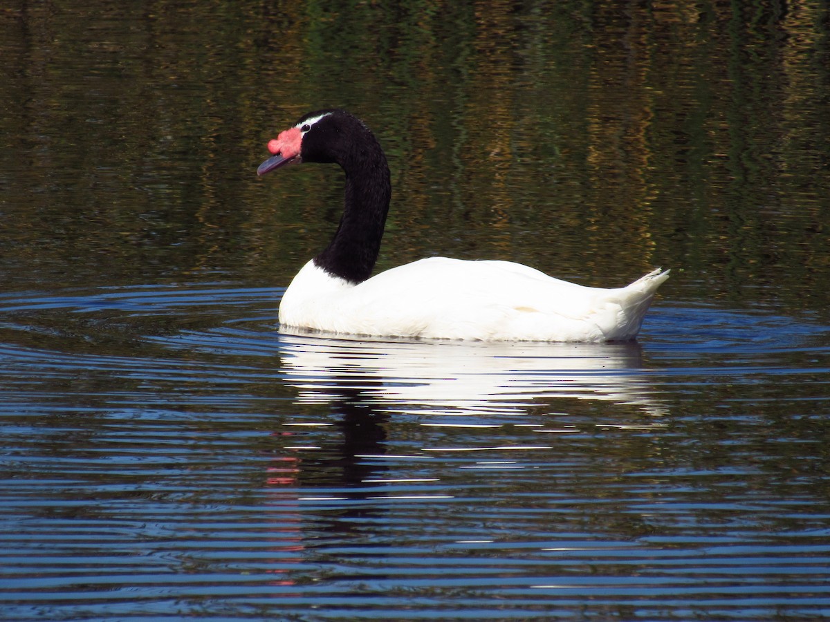 Black-necked Swan - Mario Reyes