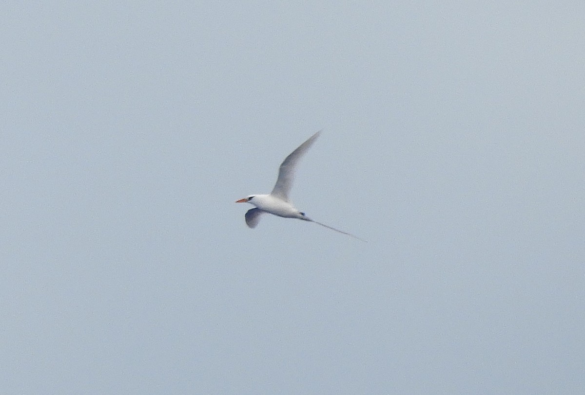 White-tailed Tropicbird - ML615574722