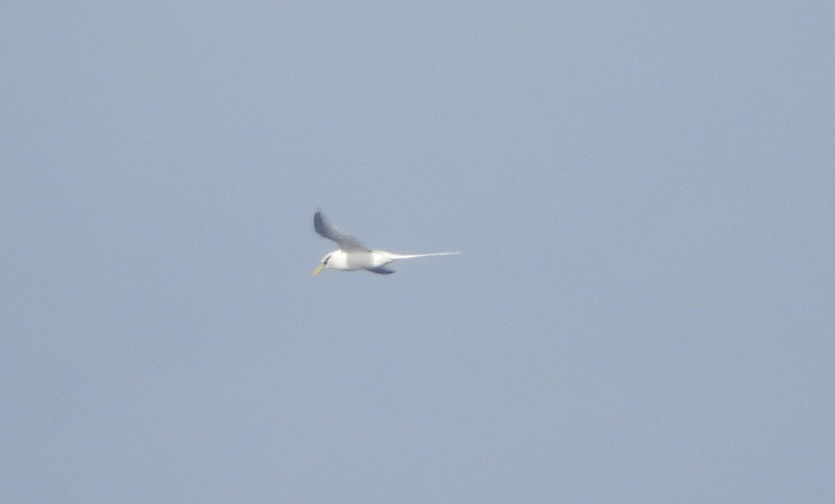 White-tailed Tropicbird - ML615574723