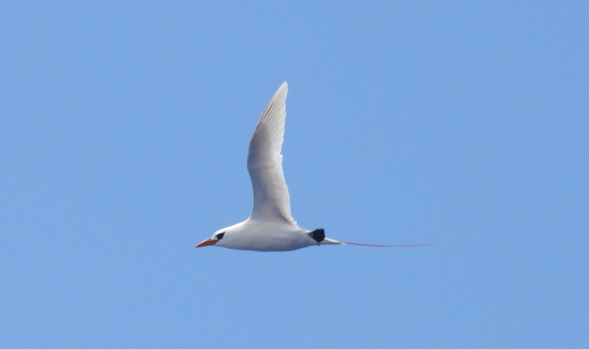 Red-tailed Tropicbird - ML615574726