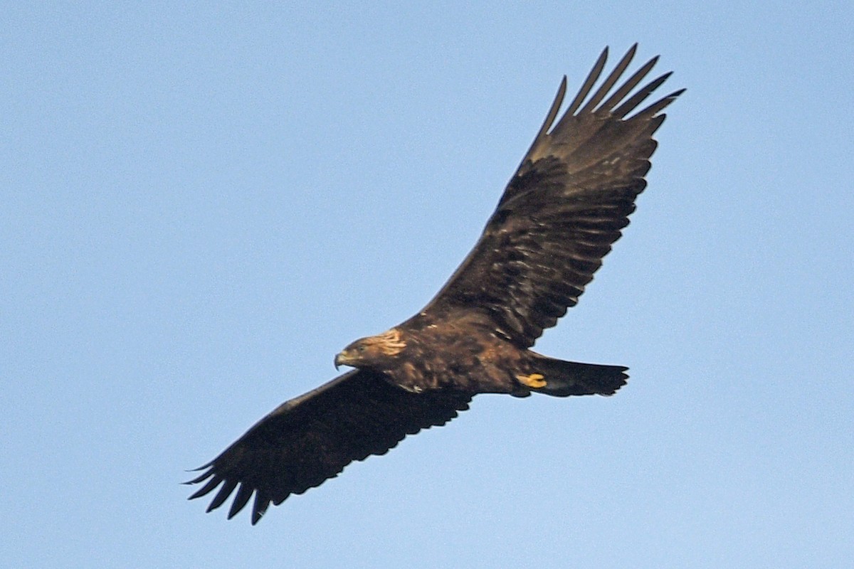 Golden Eagle - ML615574735