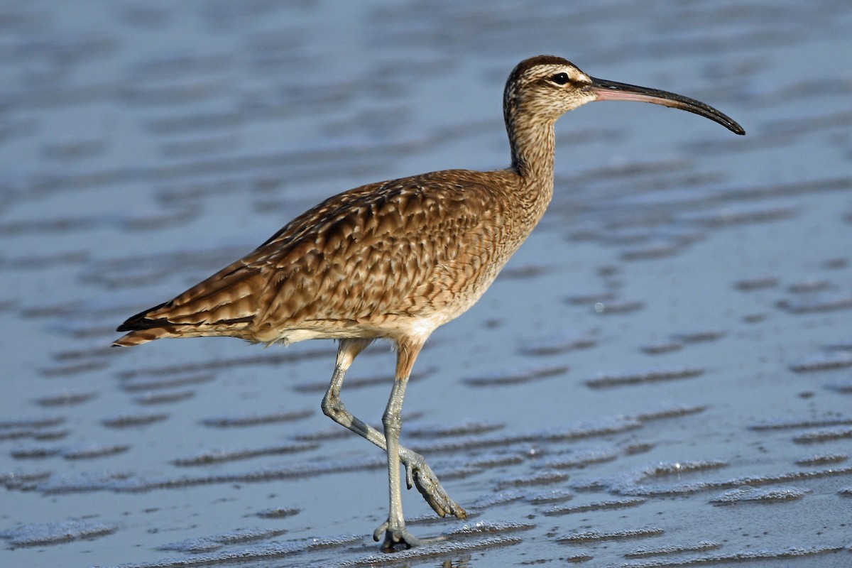Whimbrel - Timothy Carstens