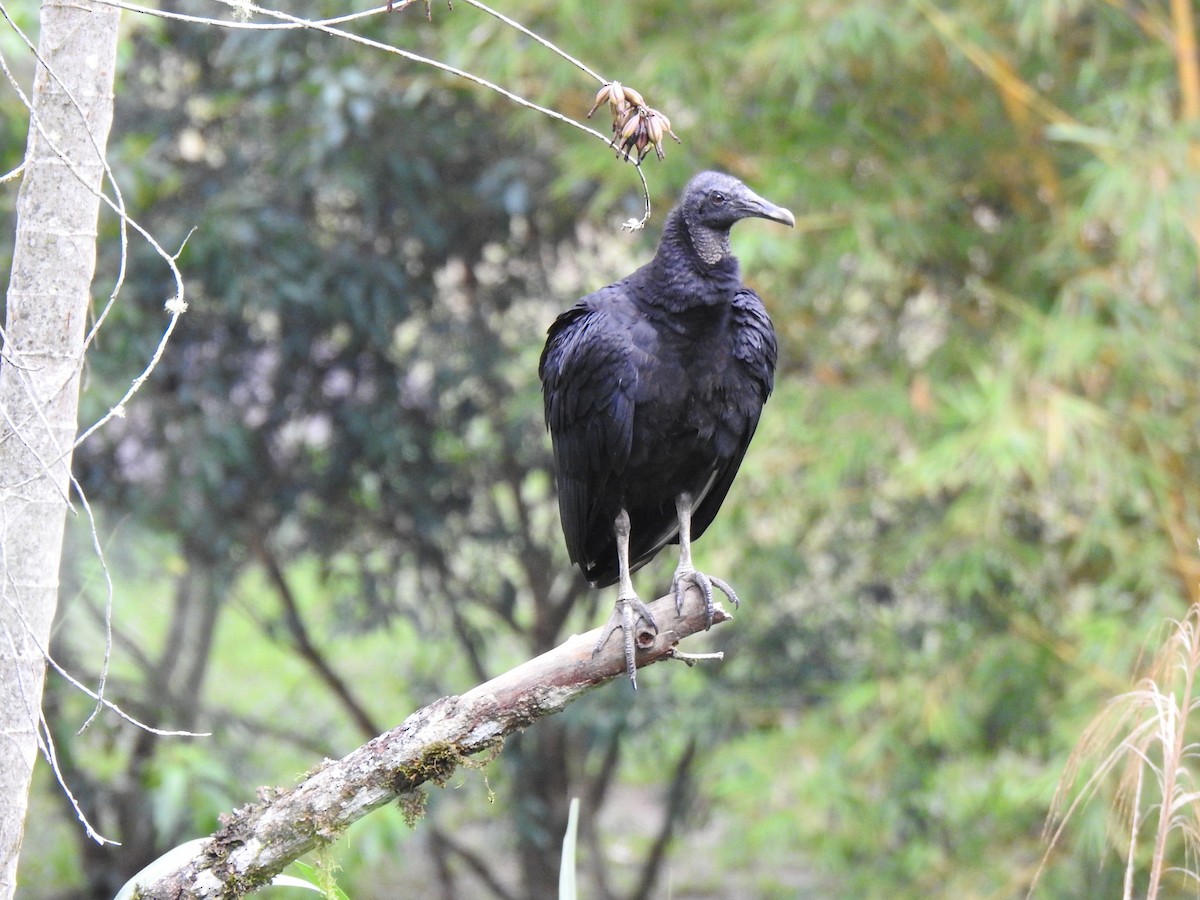 Black Vulture - George Watola