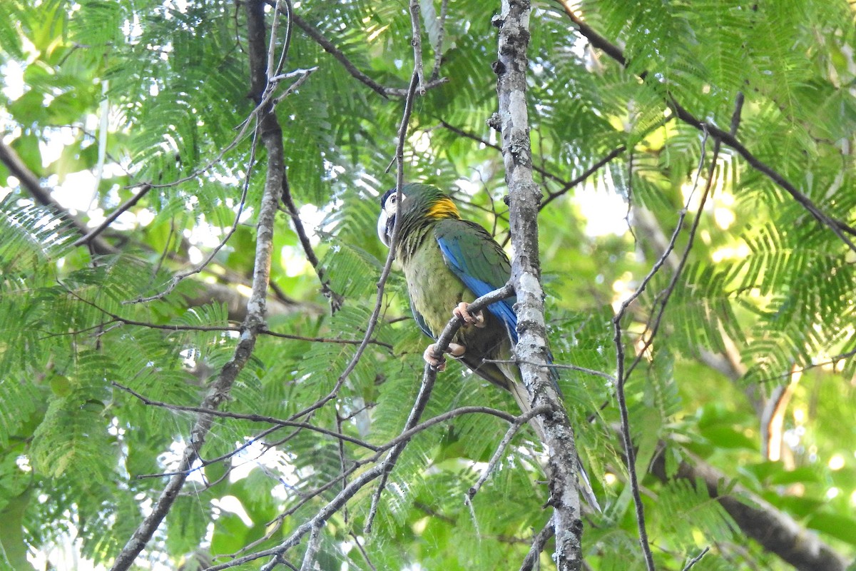 Yellow-collared Macaw - ML615575225