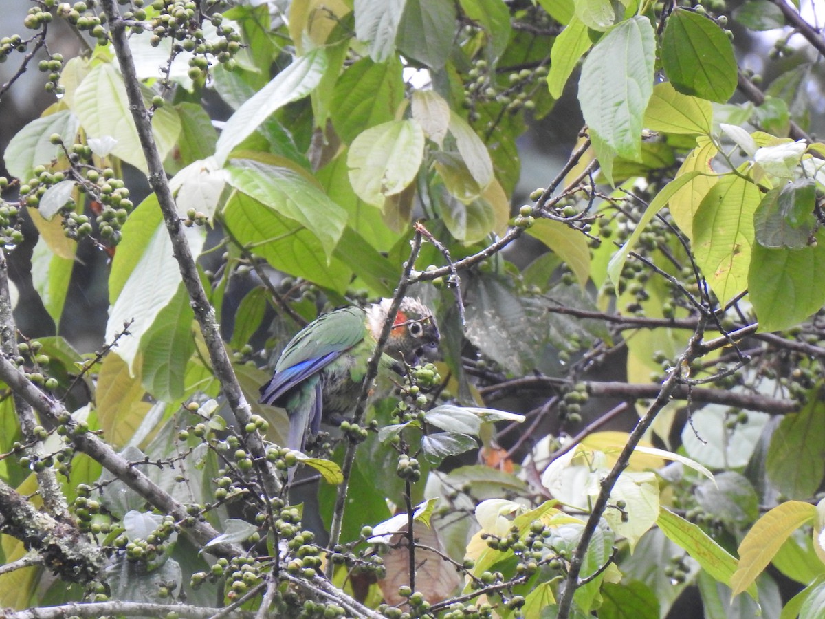 White-necked Parakeet - George Watola