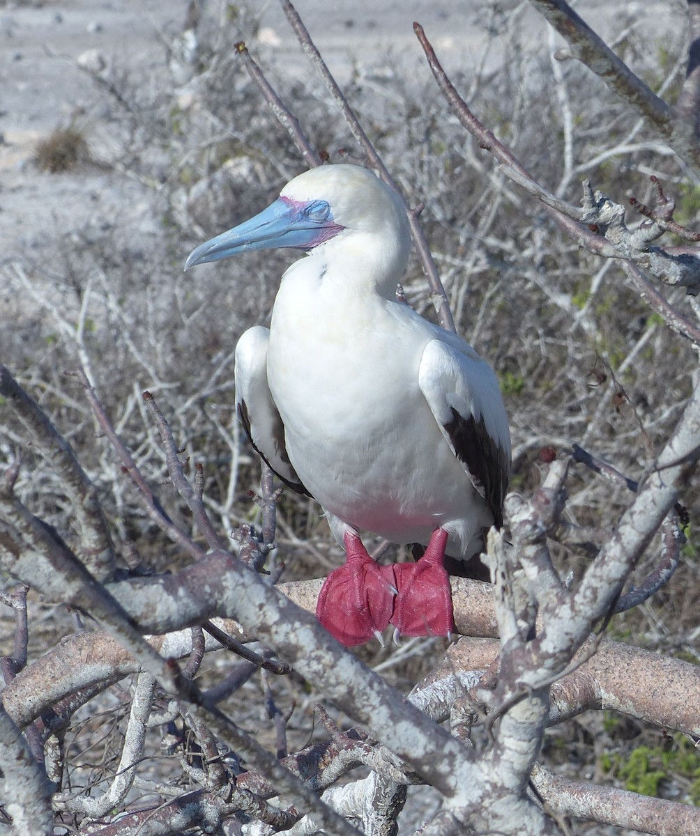 Red-footed Booby (Eastern Pacific) - ML615575445