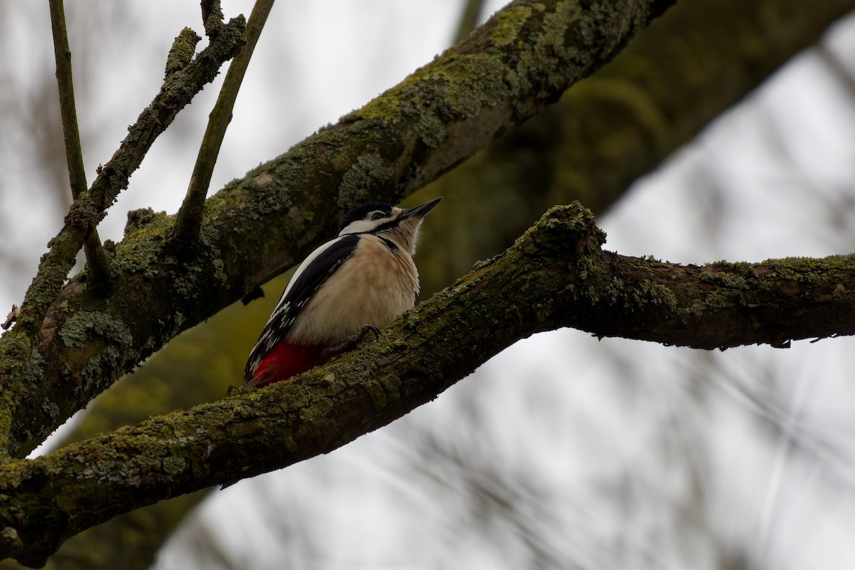 Great Spotted Woodpecker - ML615575480