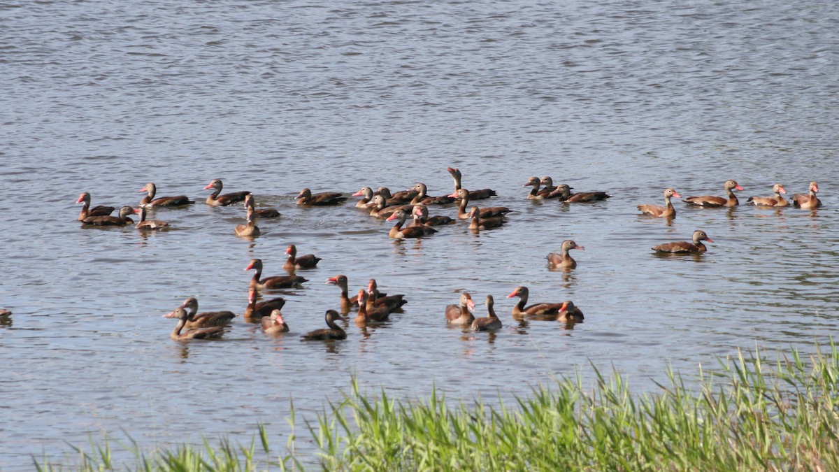Black-bellied Whistling-Duck (autumnalis) - ML615575528