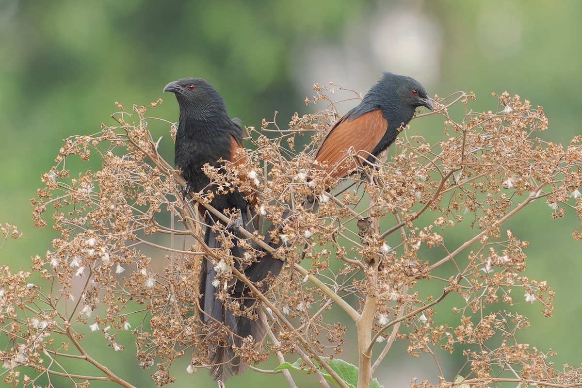 Malagasy Coucal - ML615575818