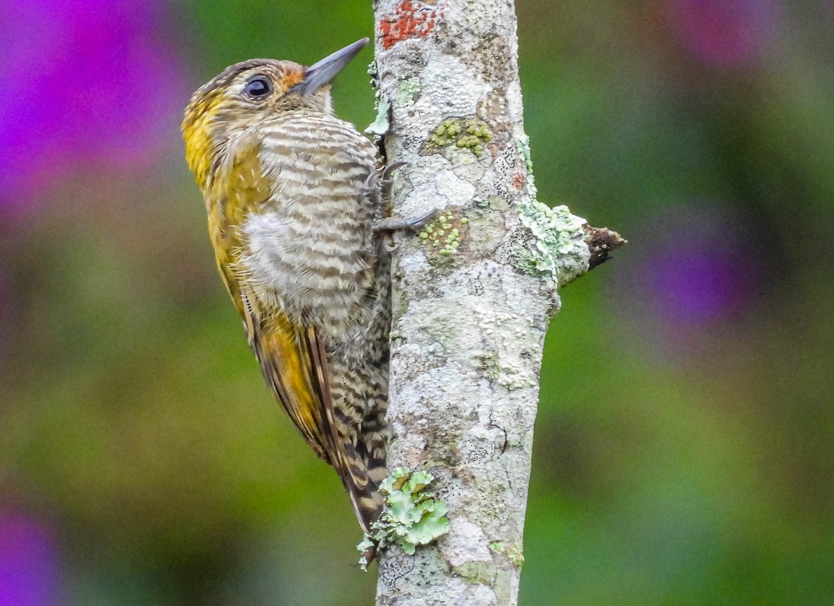 Yellow-eared Woodpecker - ML615575926