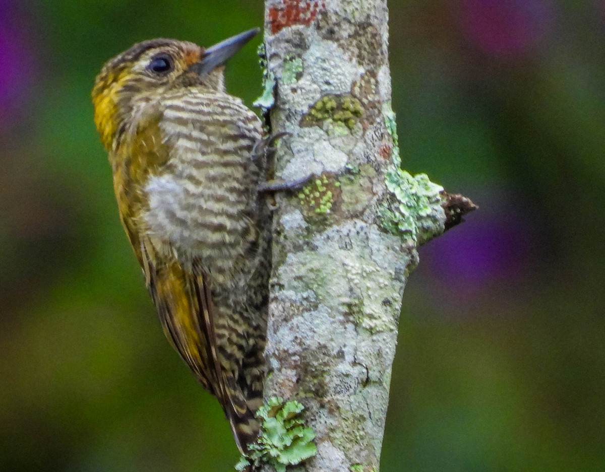 Yellow-eared Woodpecker - José Silvestre Vieira