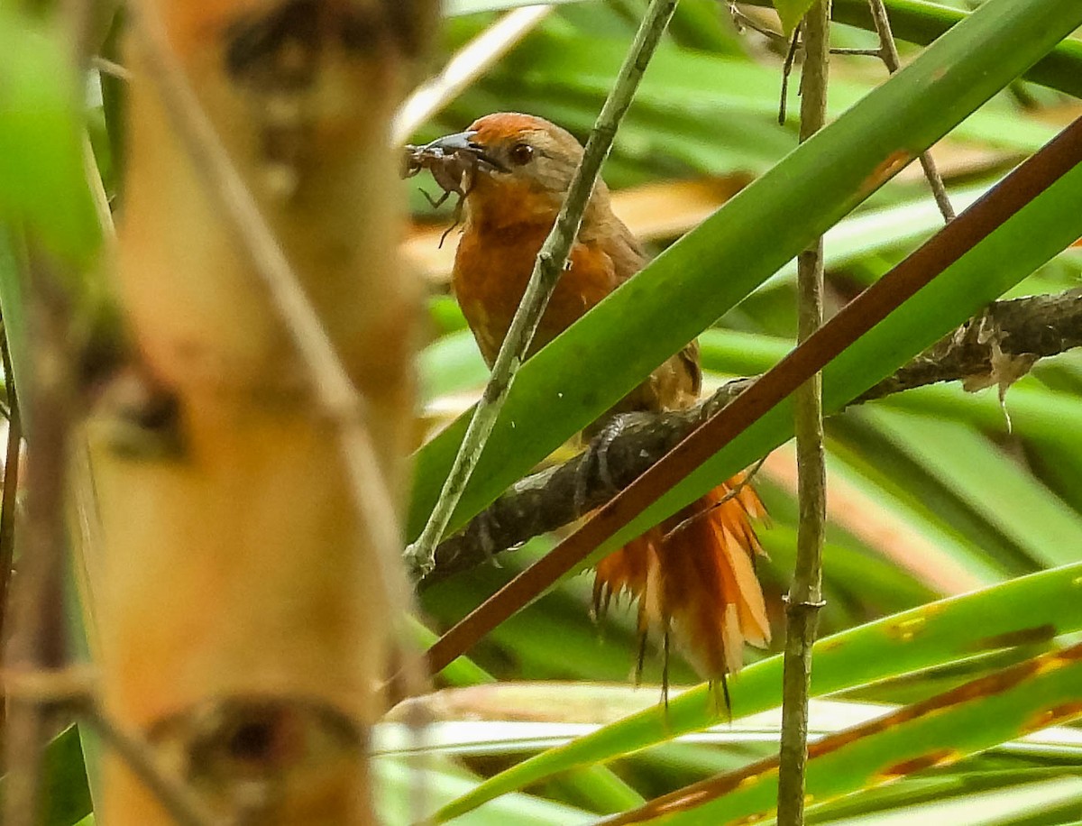 Orange-breasted Thornbird - ML615575945