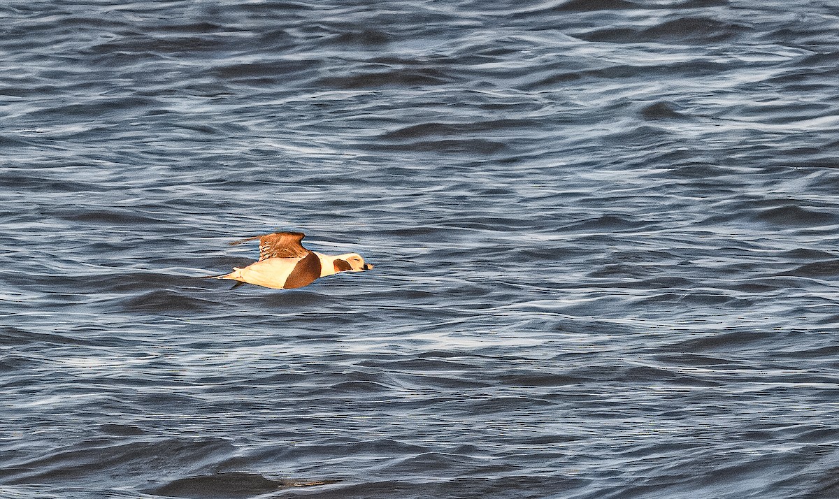 Long-tailed Duck - ML615575980