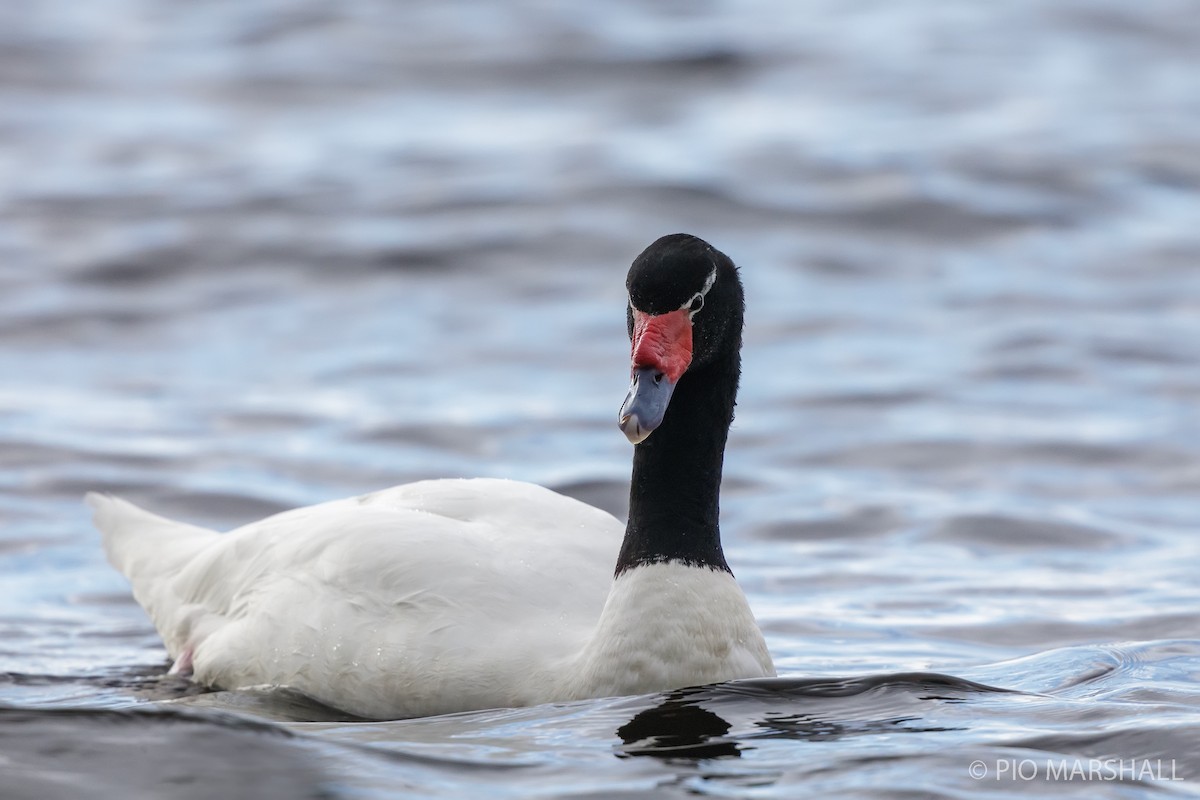 Black-necked Swan - ML615576080