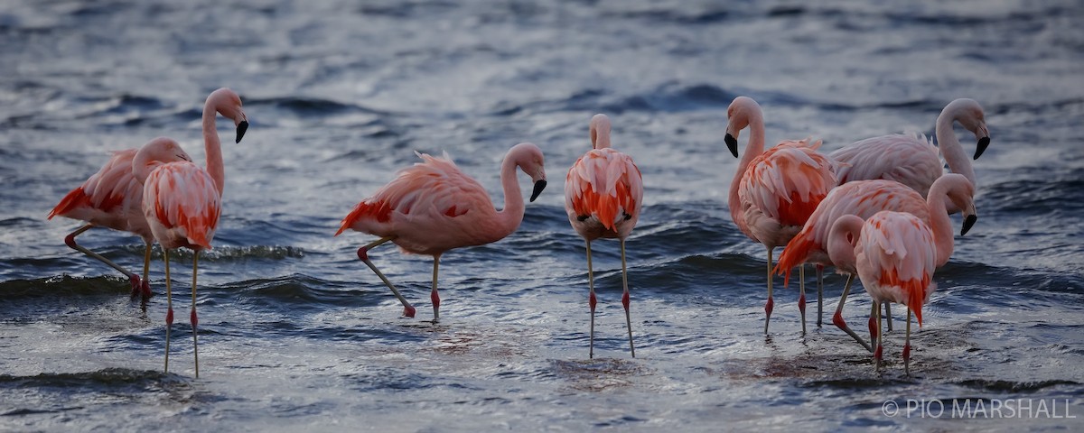 Chilean Flamingo - ML615576083